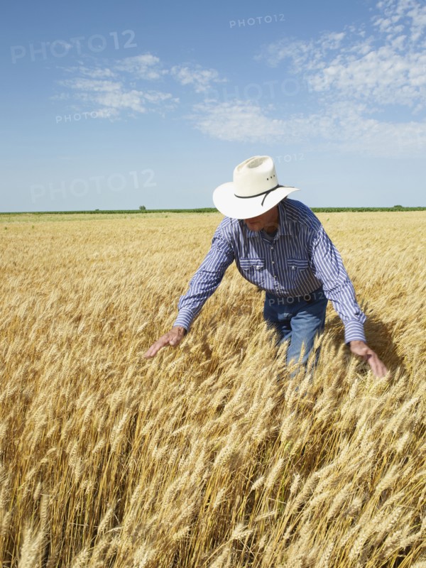 Farmer standing in wheat field. Photo. John Kelly