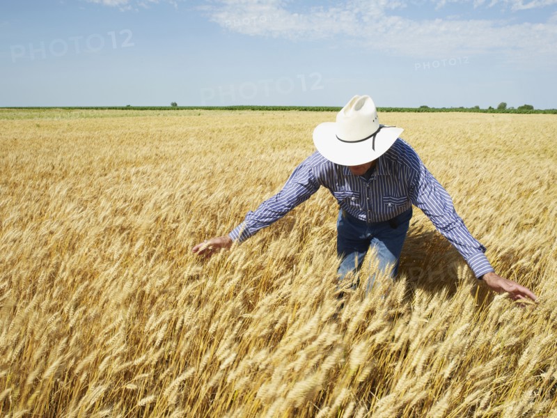 Farmer standing in wheat field. Photo. John Kelly