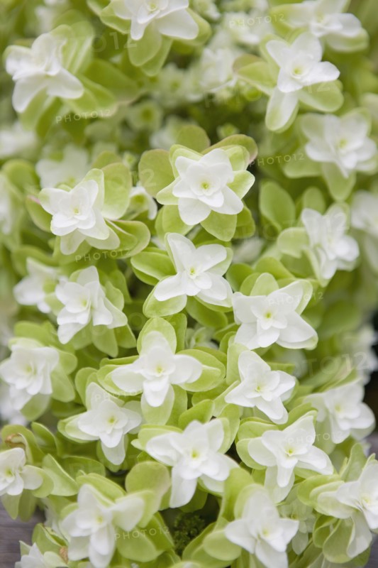 Oak leaf hydrangea flowers. Photo. Chris Hackett