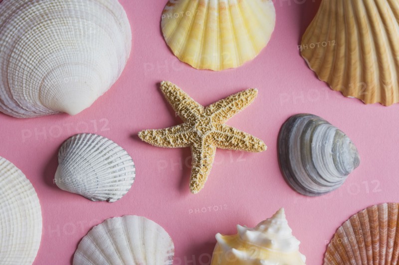Sea shells. Photo. Chris Hackett