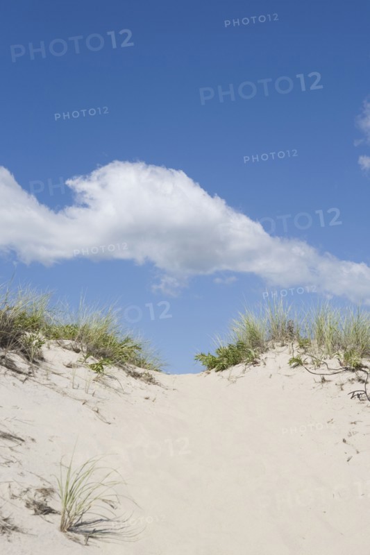 Beach dune. Photo : Chris Hackett