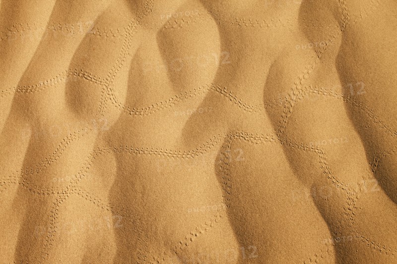 Insect tracks in desert sand. Photo : Mike Kemp
