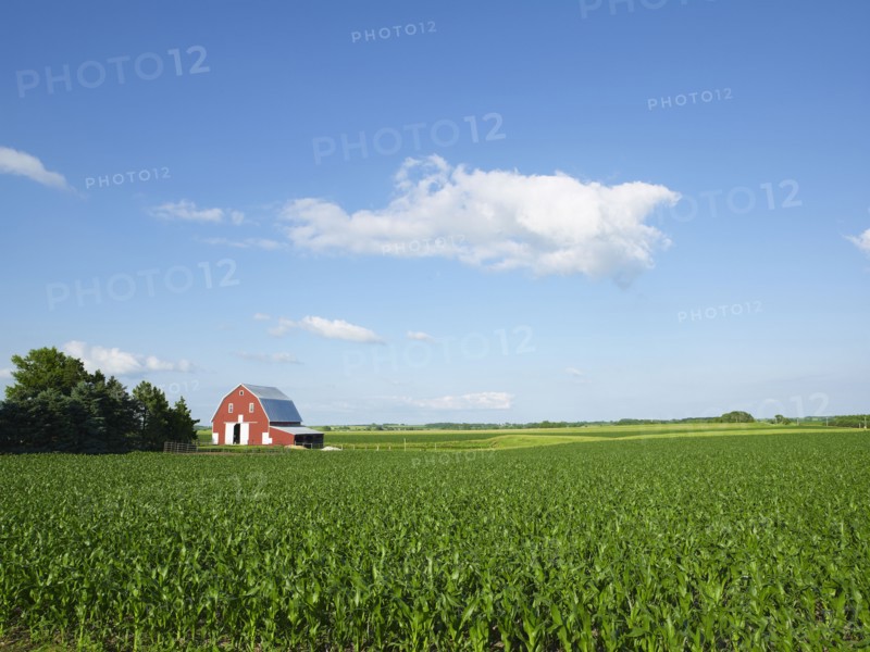 Corn field. Photo. John Kelly