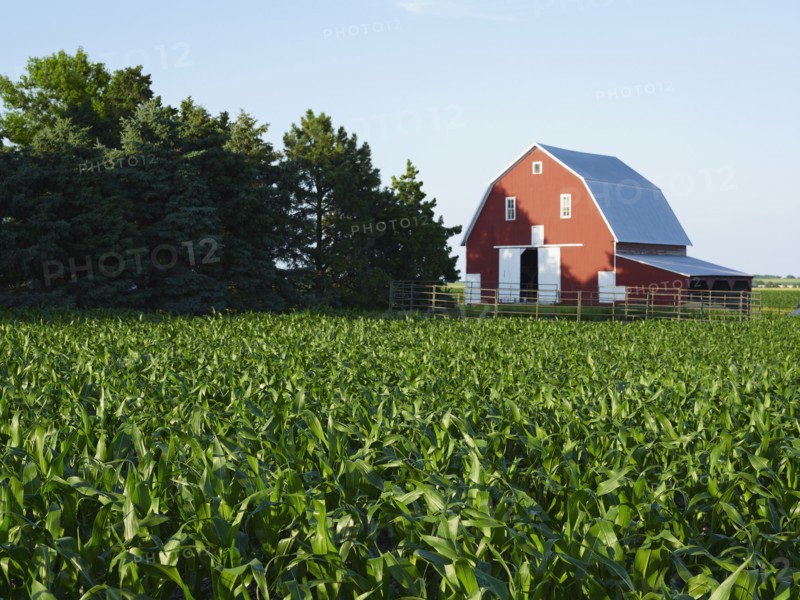 Corn field. Photo. John Kelly