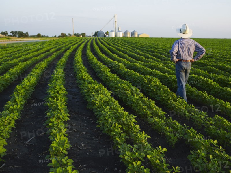 Farmer examining his crop. Photo. John Kelly