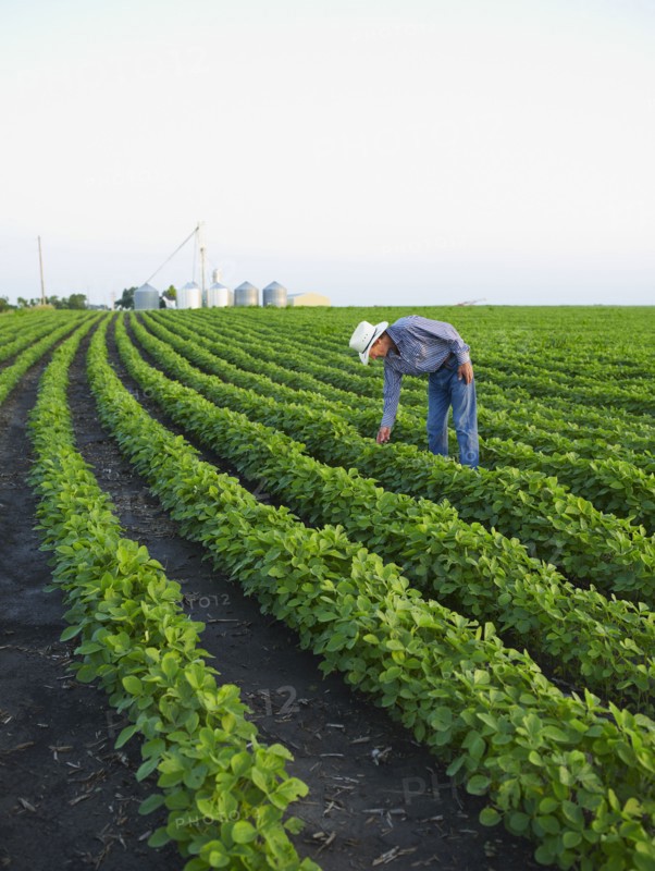 Farmer examining his crop. Photo. John Kelly
