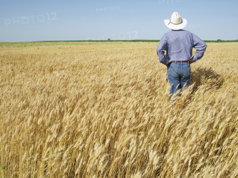 Farmer standing in wheat field. Photo. John Kelly