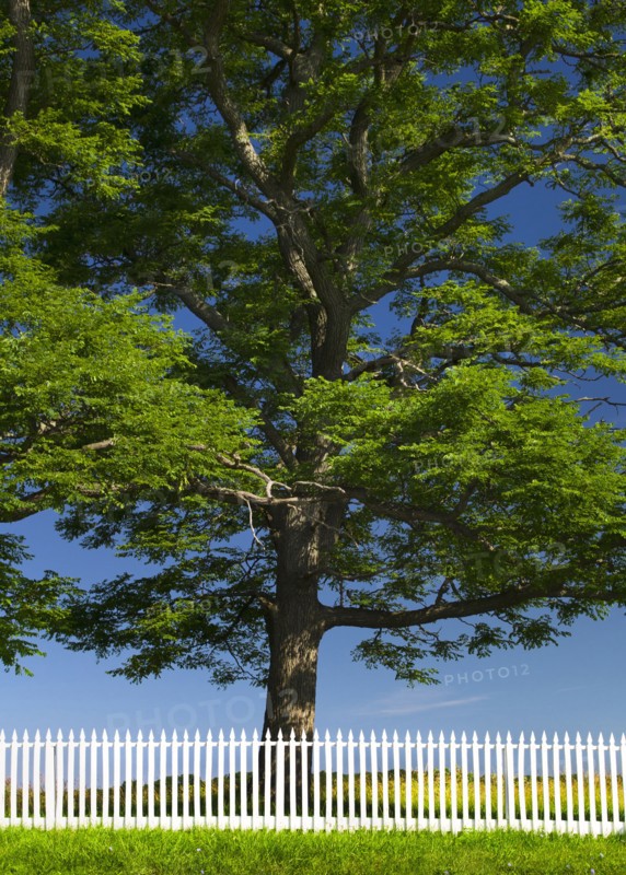 White picket fence in front of large tree.