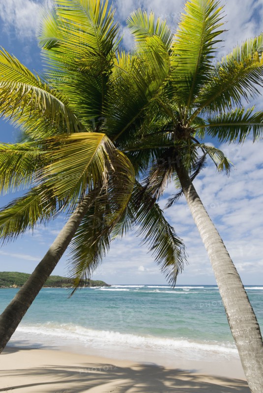 Caribbean beach. Photo. Antonio M. Rosario