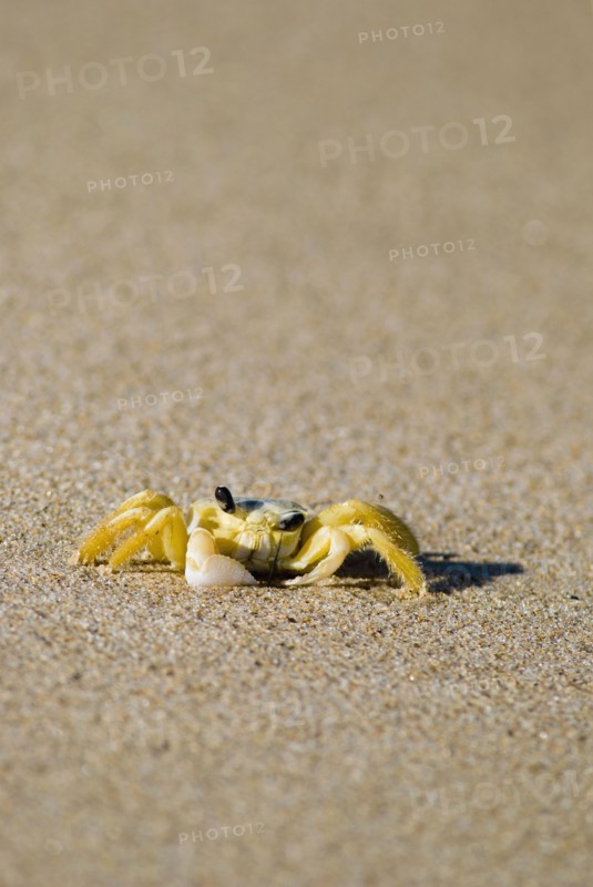 Crab on sand. Photo. Antonio M. Rosario