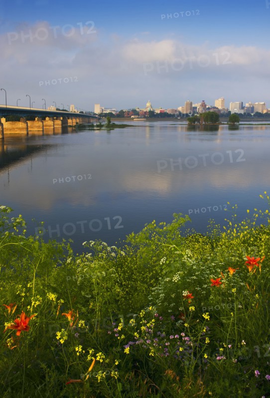 Wildflowers in front of Susquehanna River.