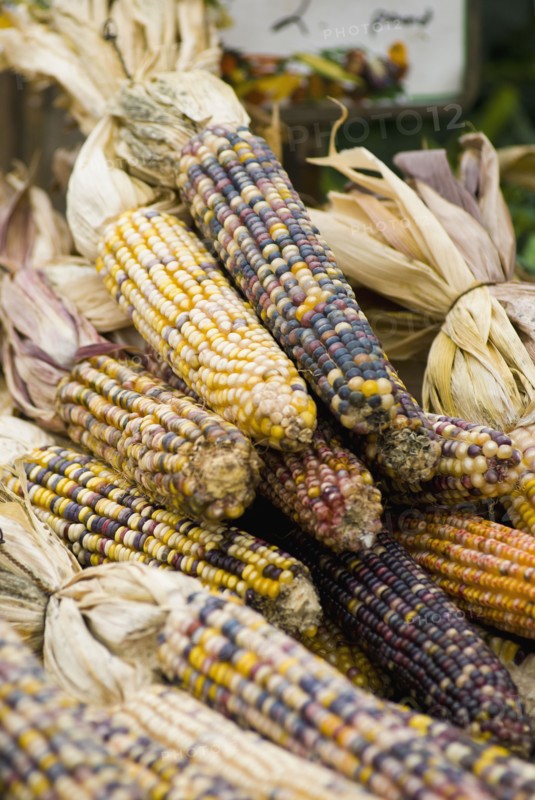Corn gourds. Photo. Antonio M. Rosario