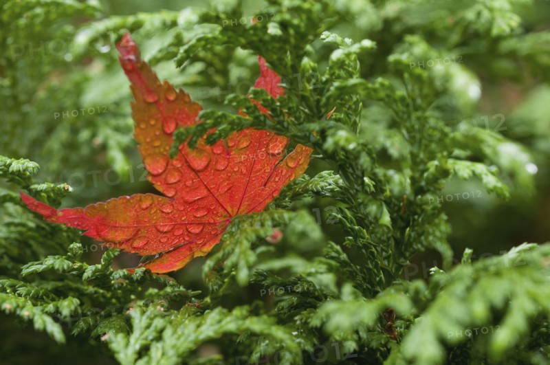 Wet red leaf on cedar tree. Photo : Antonio M. Rosario