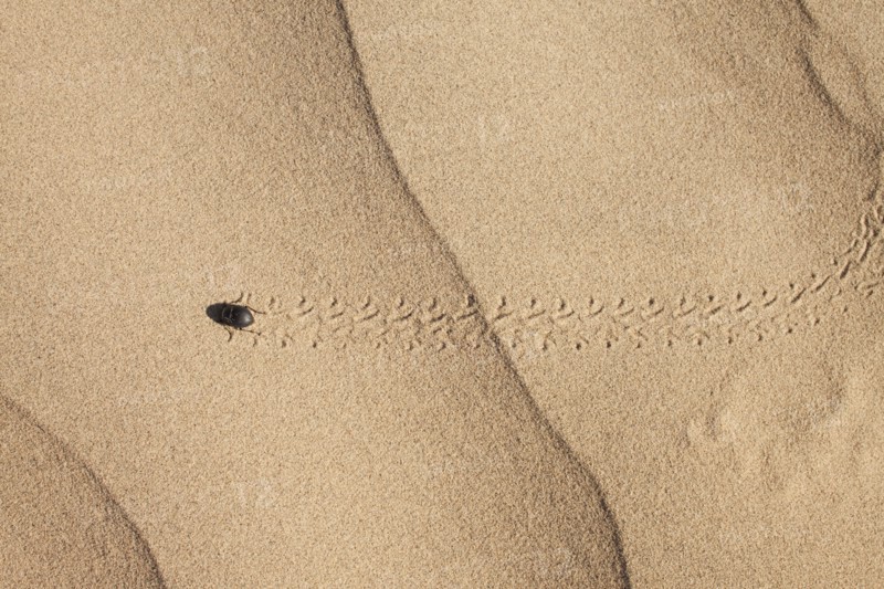 Bug on sand. Photo. Mike Kemp
