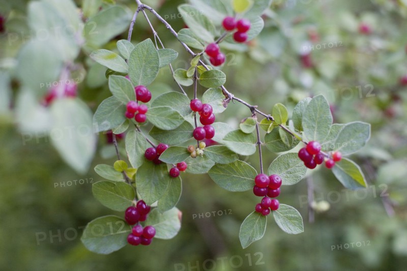 Red berries on wild plant. Photo. David Engelhardt