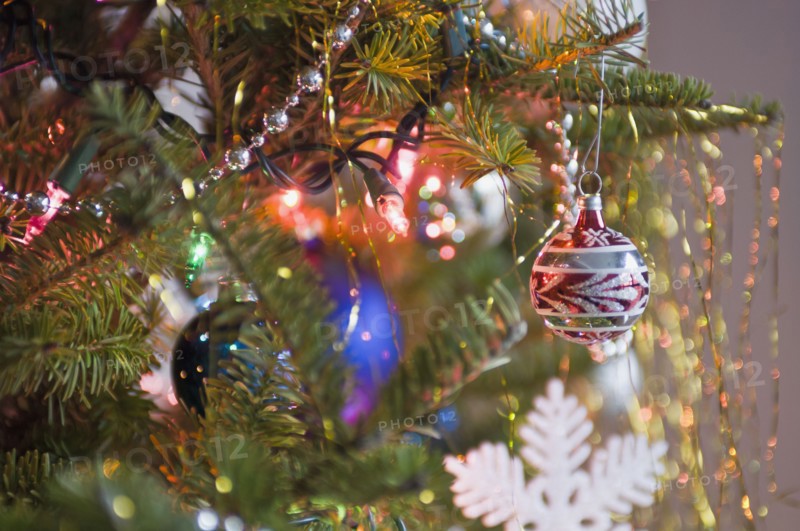 Christmas tree. Photo : Antonio M. Rosario