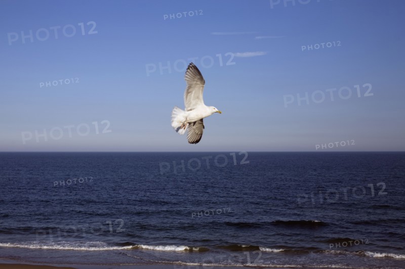 Seagull soaring over ocean. Photo : David Engelhardt
