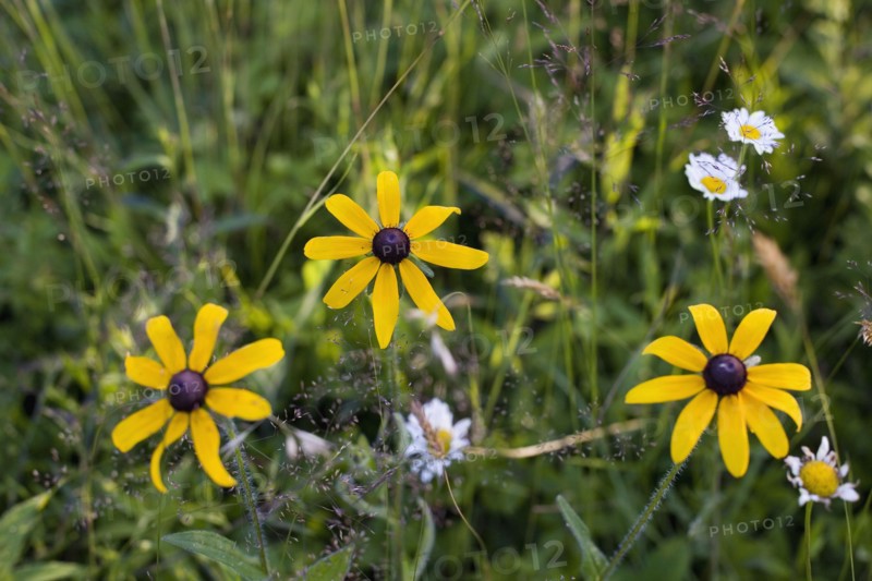 Black eyed Susan's. Photo. David Engelhardt