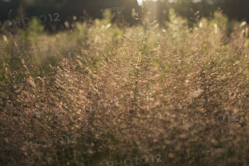 Tall grass at sunset. Photo : David Engelhardt