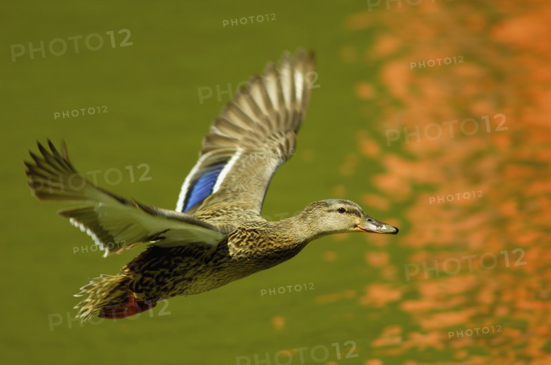 Flying mallard duck. Photo : Antonio M. Rosario