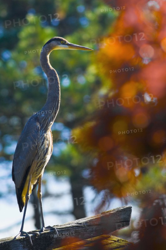 Great blue heron. Photo : Antonio M. Rosario