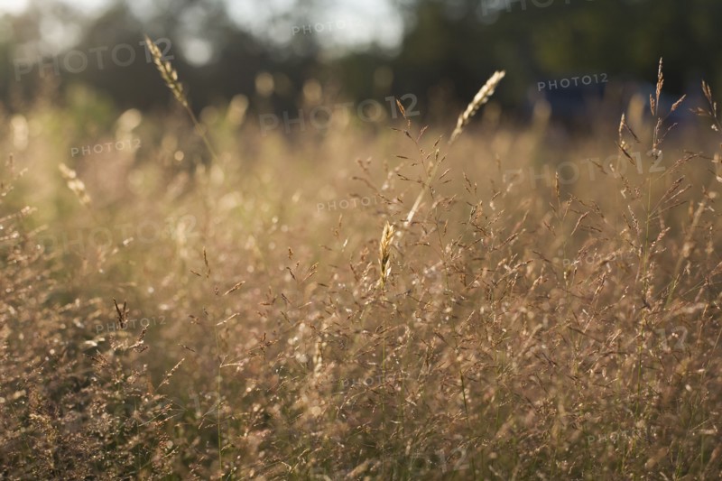 Tall grass at sunset. Photo. David Engelhardt