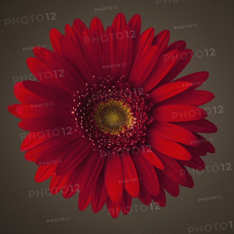 Red gerbera daisy. Photo. Mike Kemp