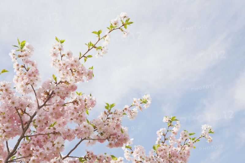 Pink cherry tree blossoms. Photo : Chris Hackett