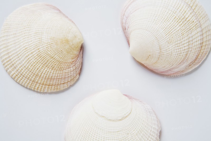 Three clam shells. Photo. Chris Hackett