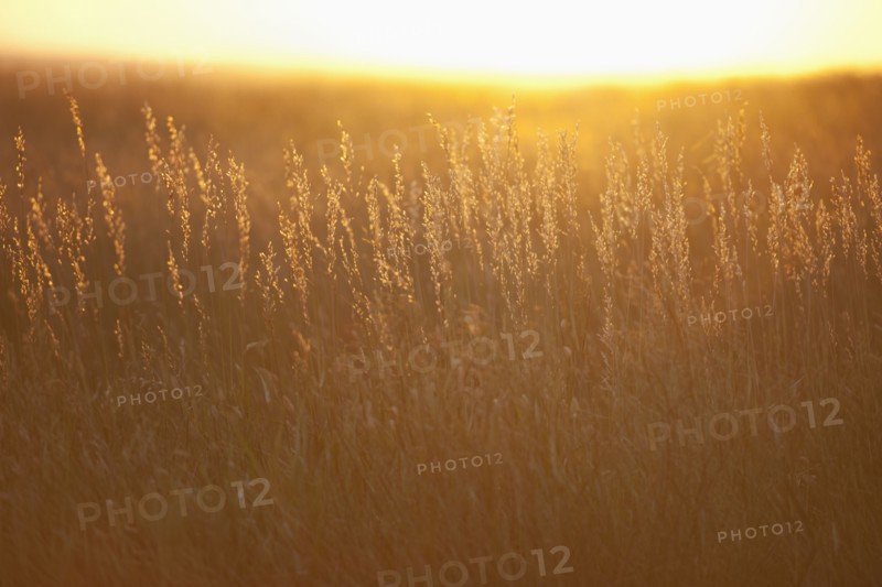 Prairie grass at sunset.