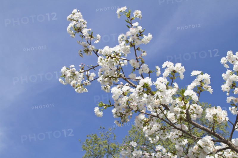 Spring blossom on tree. Photo : Johannes Kroemer