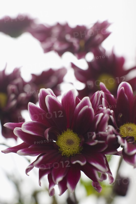 Daisy flower head. Photo : David Engelhardt