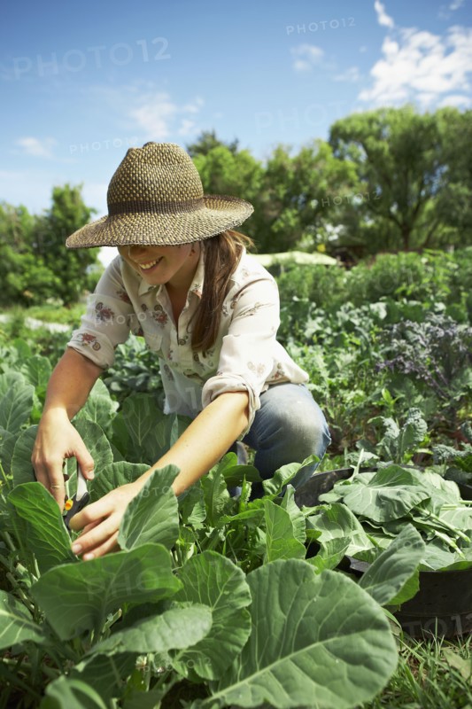 Young woman picking cabbages in field. Photo : Shawn O'Connor