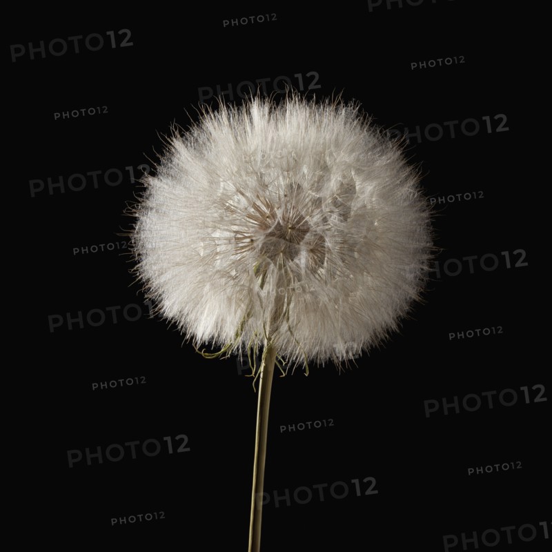 Dandelion flower head. Photo : Mike Kemp