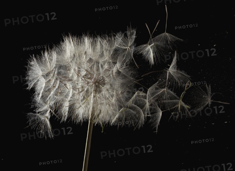 Seeds leaving Dandelion flower head. Photo : Mike Kemp