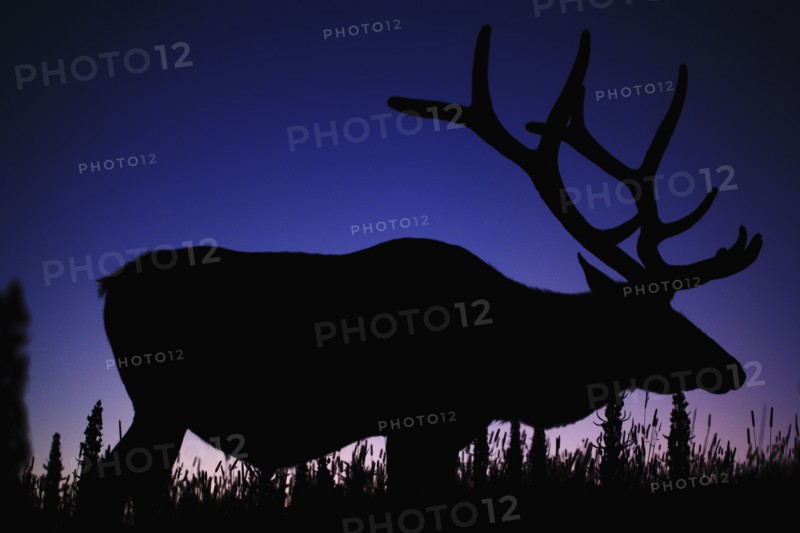 Silhouette of Elk (Cervus canadensis) against sky at dusk. Photo : Mike Kemp