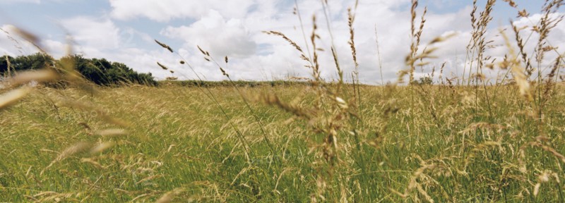 Field of grass. Photo : Fisher Litwin