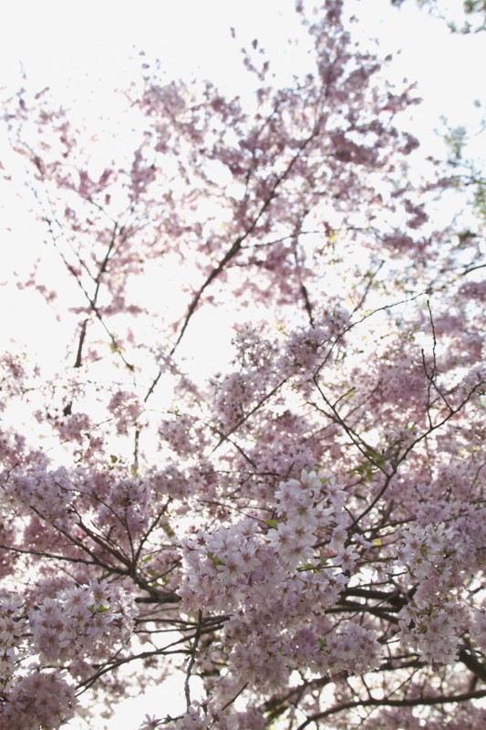 Spring blossom on tree. Photo : Johannes Kroemer