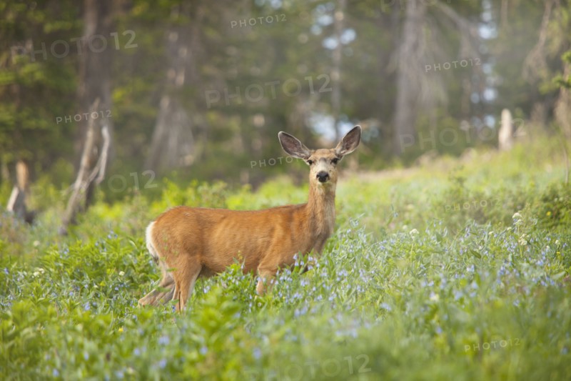 Mule Deer (Odocoileus hemionus) in meadow. Photo : Mike Kemp