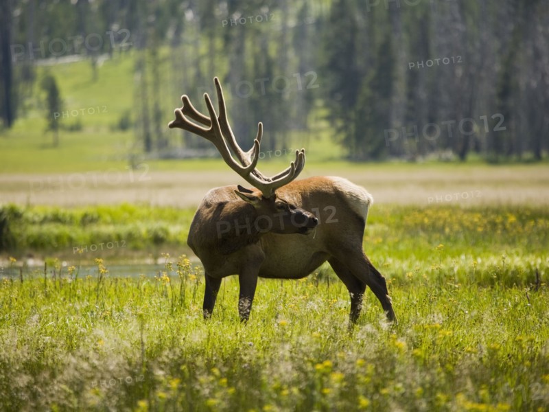 Elk (Cervus canadensis) on grassy field. Photo : Mike Kemp