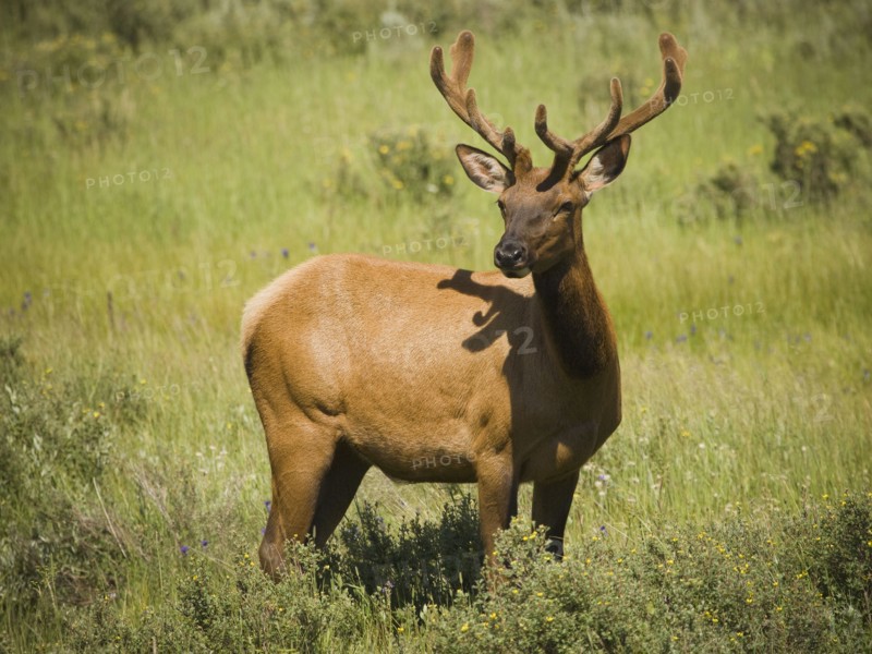 Elk (Cervus canadensis) on grassy field. Photo : Mike Kemp