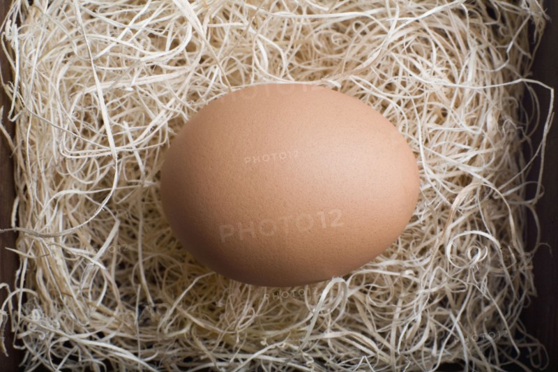 Egg in nest. Photo : David Engelhardt