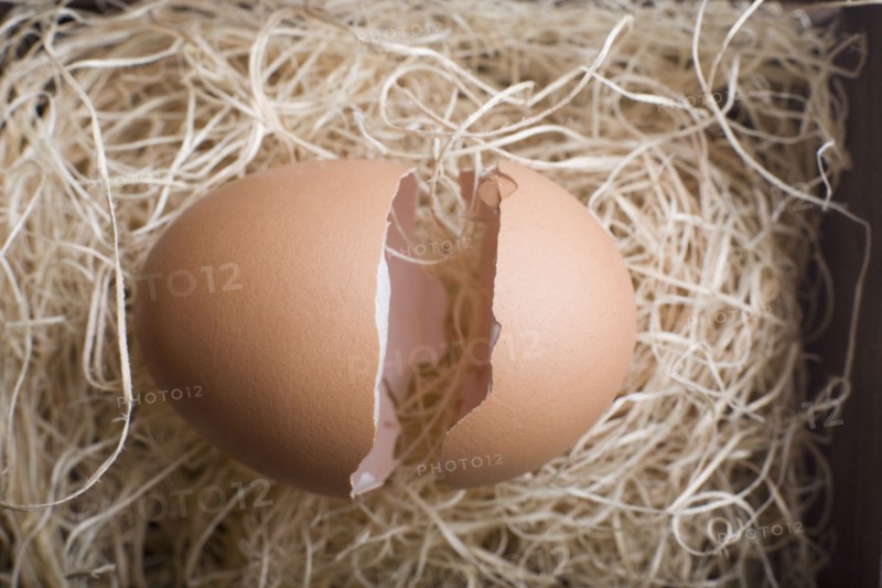 Cracked egg in nest. Photo : David Engelhardt