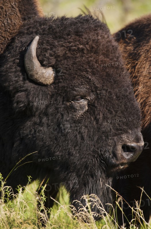 USA, South Dakota, American bison (Bison bison) in Custer State Park, headshot.