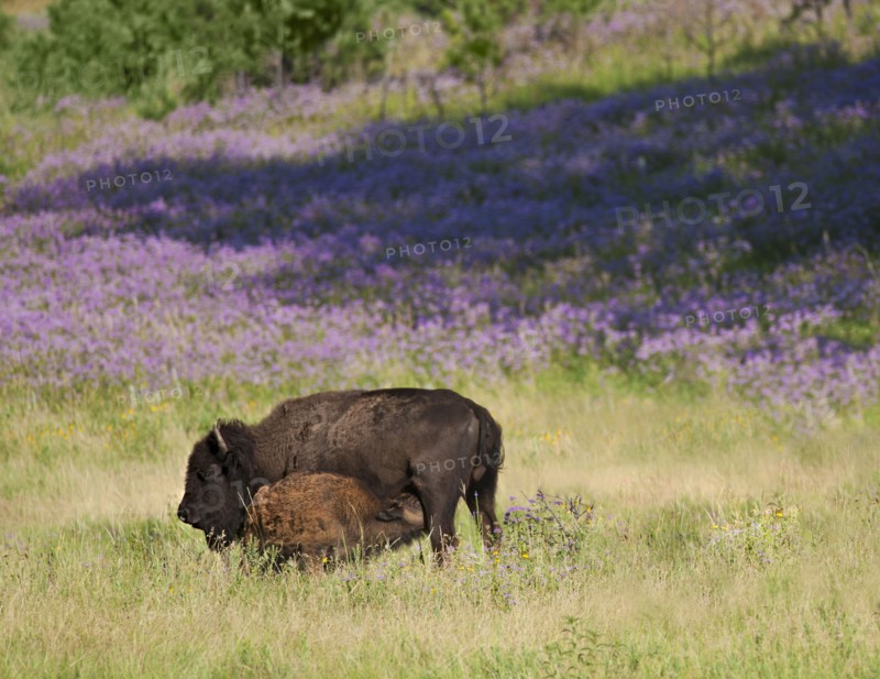 USA, South Dakota, American bison (Bison bison) with suckling calf in Custer State Park.