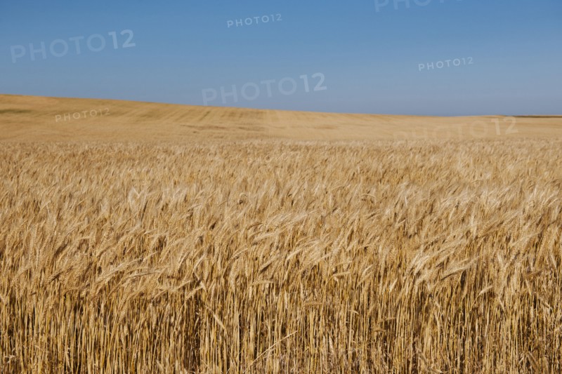 Wheat growing on field .