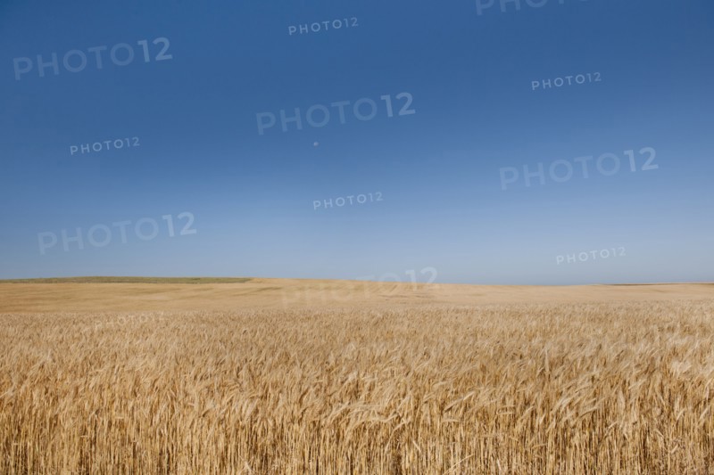 Wheat growing on field .