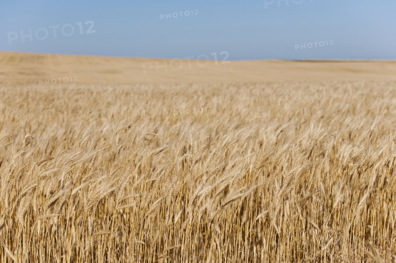Wheat growing on field .
