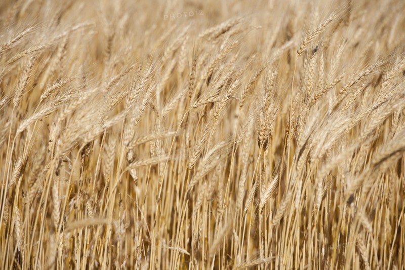 Wheat growing on field .