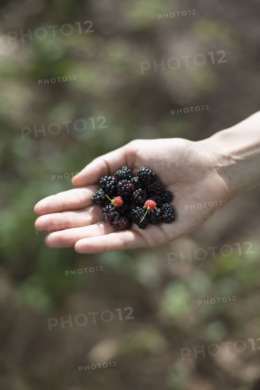 Woman's hand holding blackberries. Photo : David Engelhardt